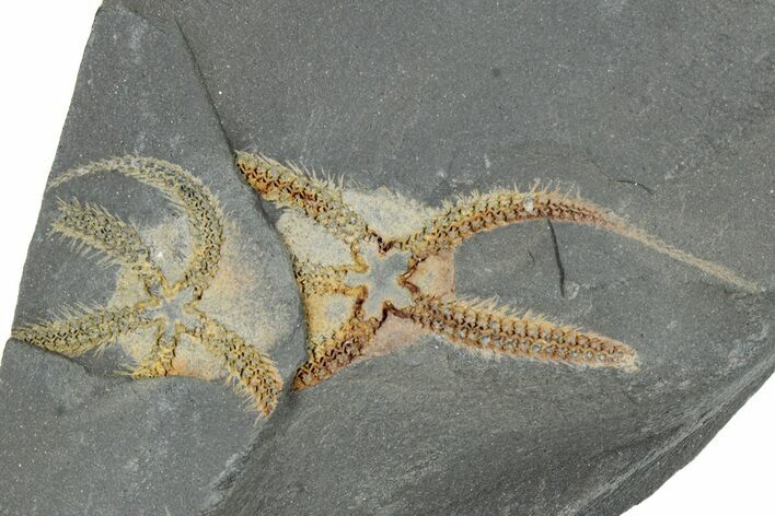 Two Ordovician Brittle Stars (Ophiura) - Morocco #290612